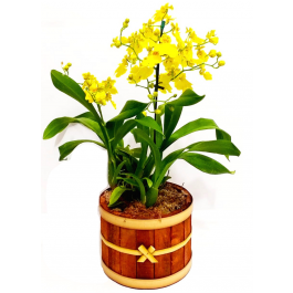 Orquidea Oncidyun no cachpot Peq