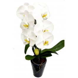 Phalaenopsis Branco Vaso Cerâmica